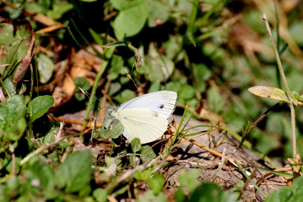 Pieris brassicae? No, Pieris napi
